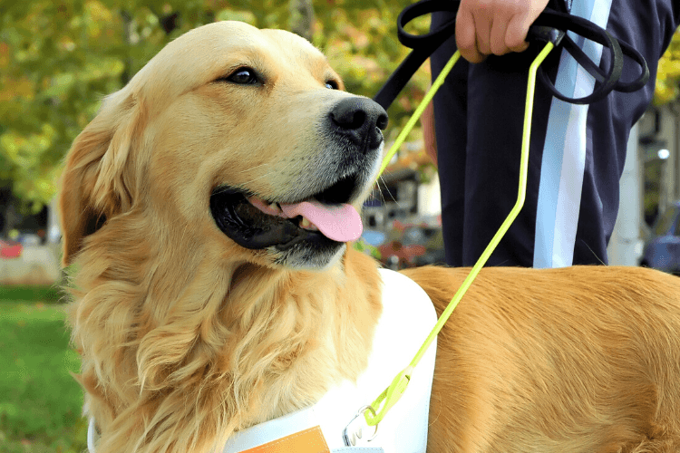 Assistance Dogs