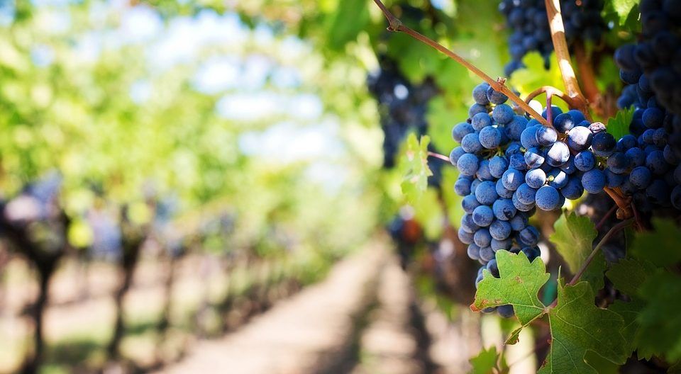 Grapes at Llanerch Vineyard